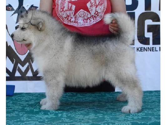 Κουτάβια Malamute της Αλάσκας